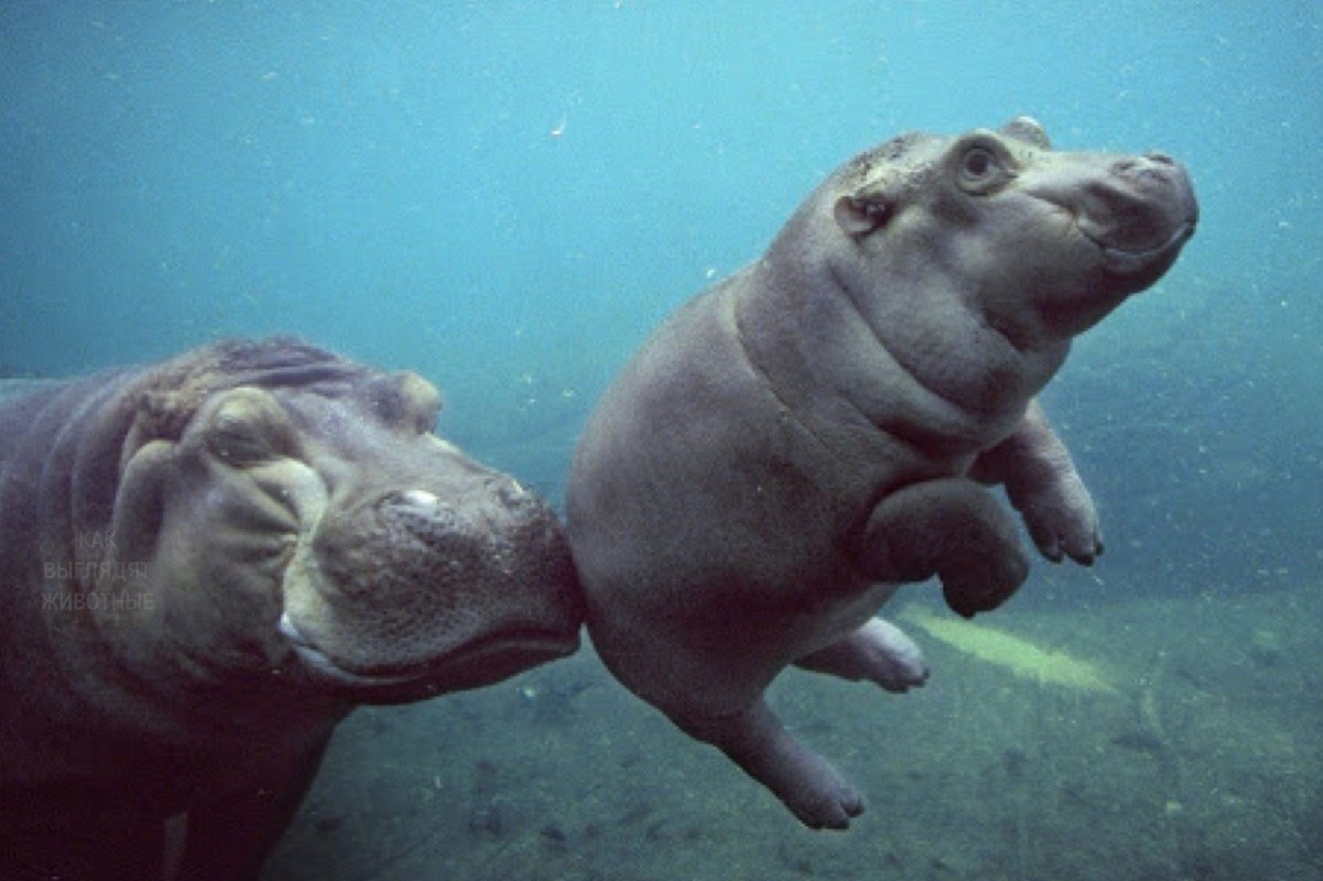 Крошки-бегемотики. Между прочим, самое опасное животное Африки - 7