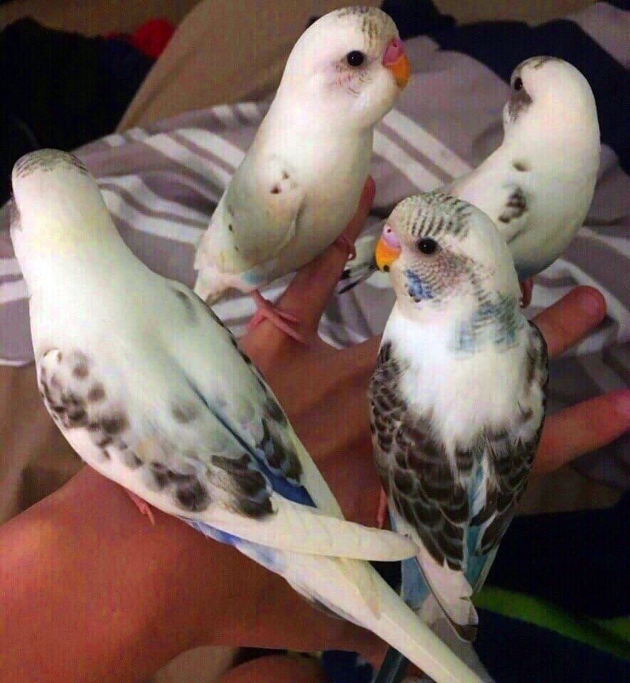 Крошки на ладошке