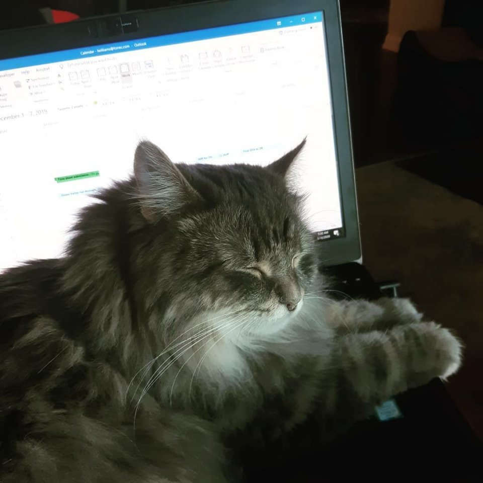 Пока мы тоскуем, сидя дома, наши питомцы счастливы, потому что хозяева рядом... - 5