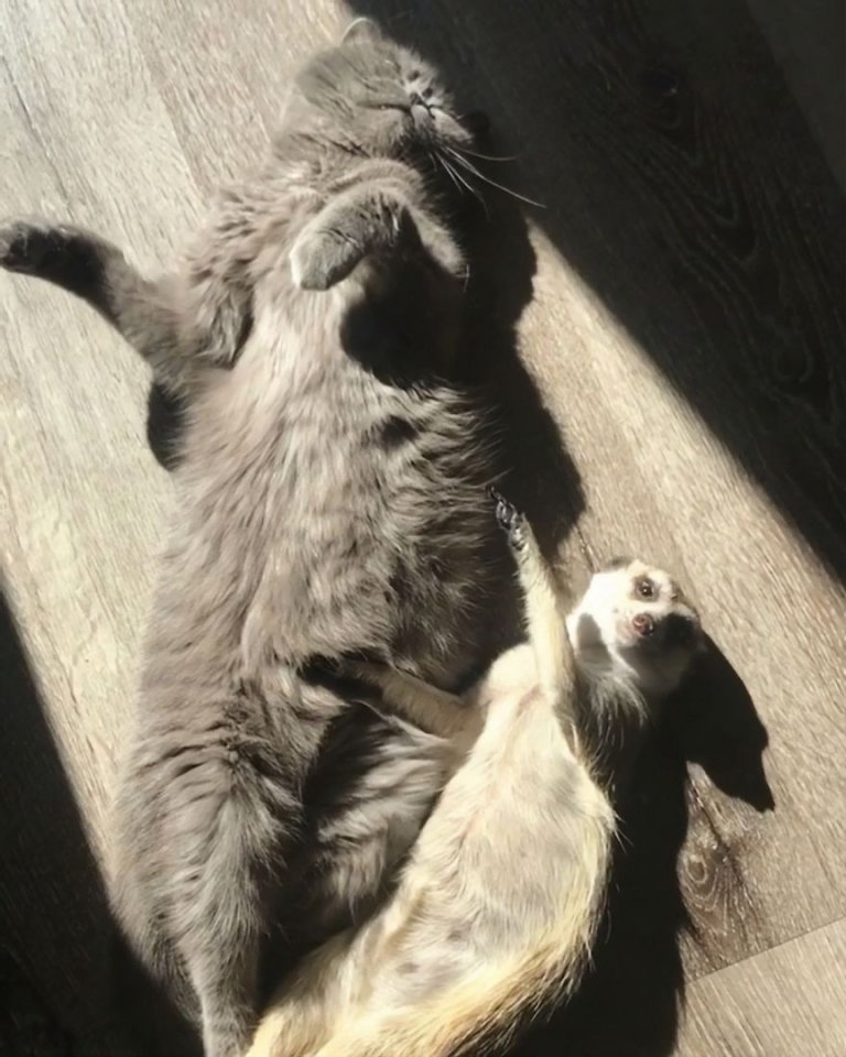 Вот такая неразлучная парочк�� друзей - кот Найс и сурикат Суря - живет в Питере - 7