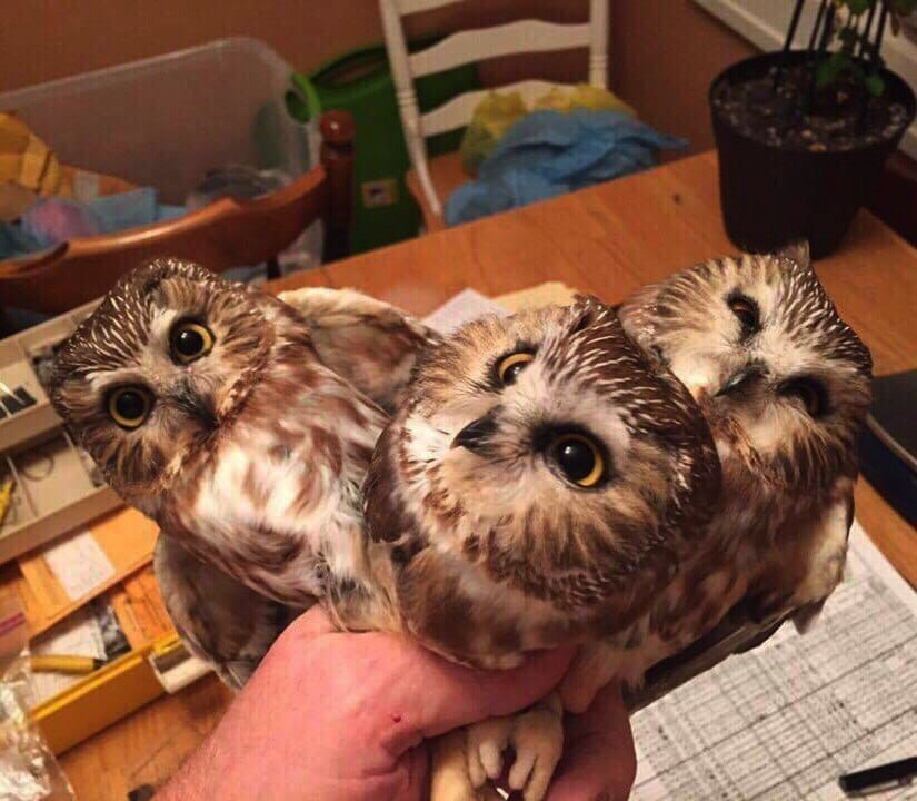 Счастья полные ладони