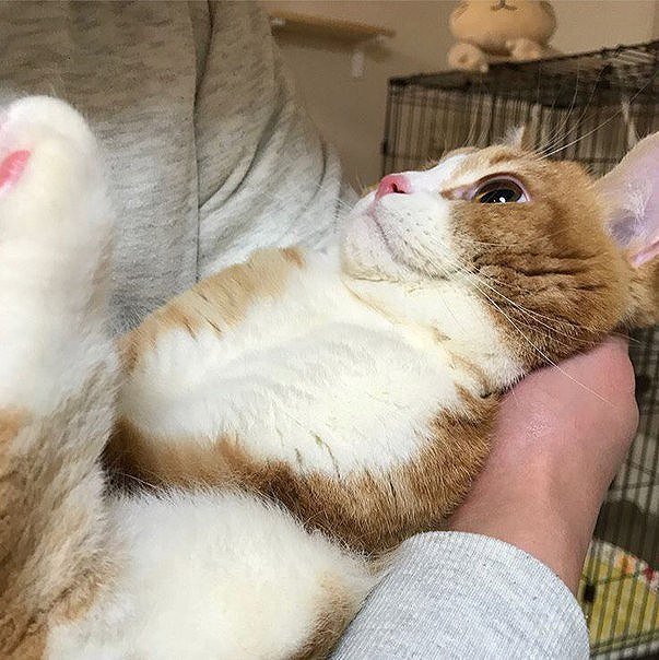 Когда берешь котейку на ручки: