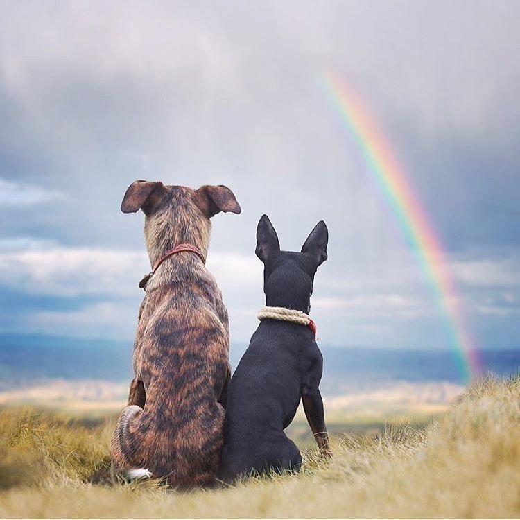 Животные умеют быть настоящи��и друзьями - 6