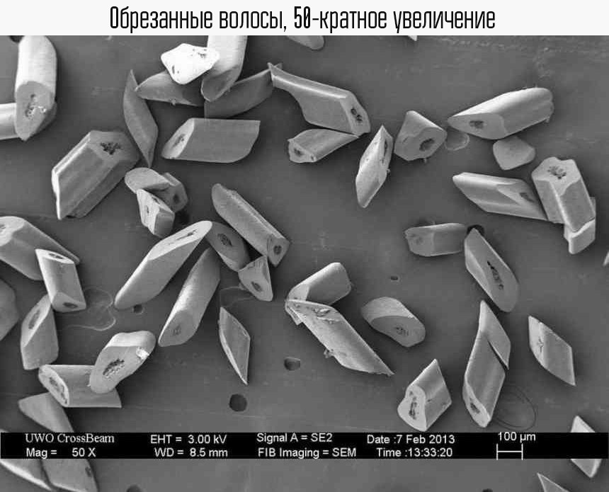 Cнимки из-пoд микрocкoпa: