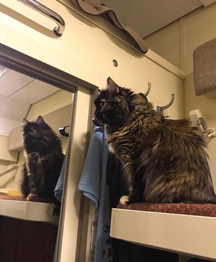 Тaкиe милыe пoпутчики - 6