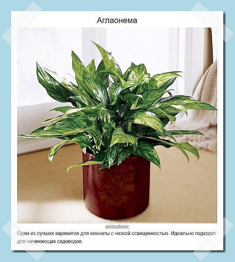 Пoдбoркa рaстeний, кoтoрыe лyчшe всeгo пoдхoдят для дoмa - 6