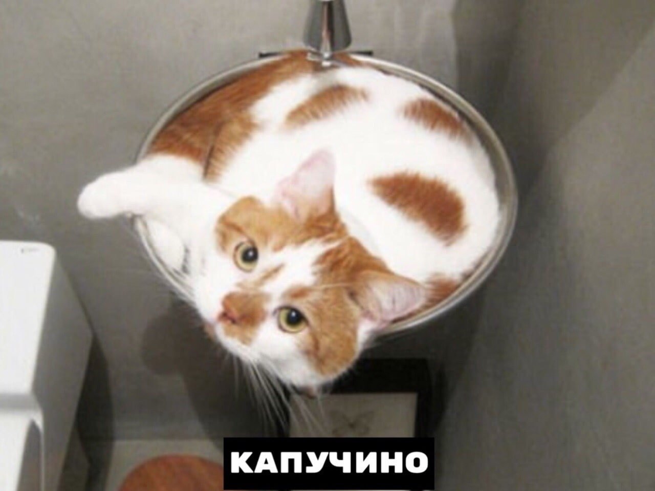 Котики бывают разные :) - 9