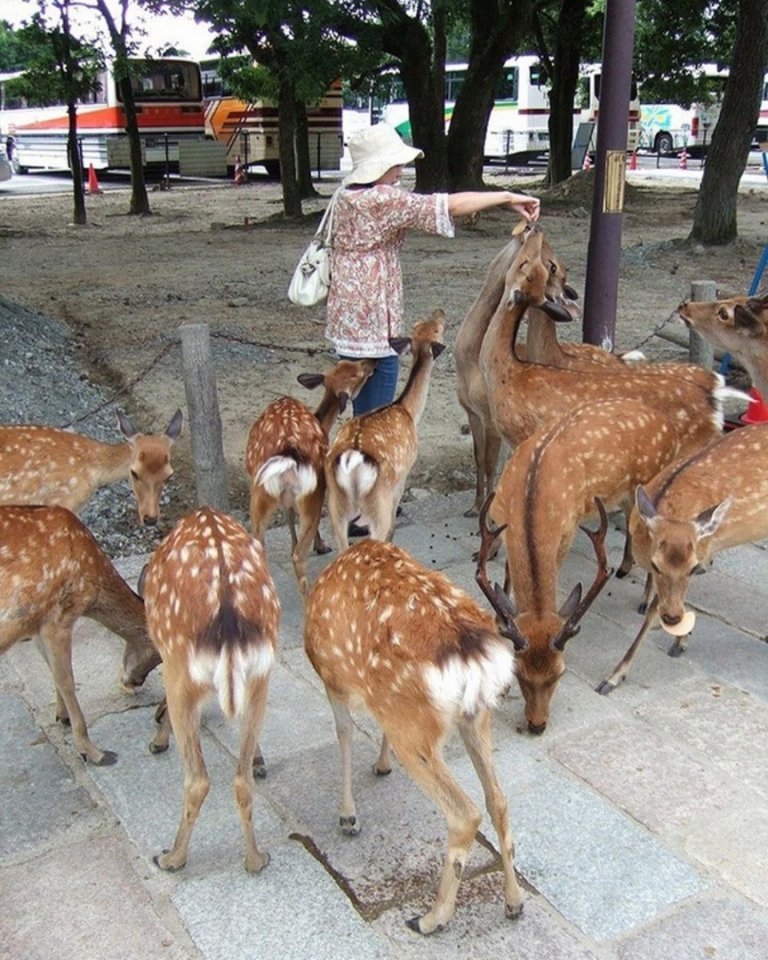 В городе Нара, Япония, вместо ��ошек и собак по улицам бегают стайки оленей - 6