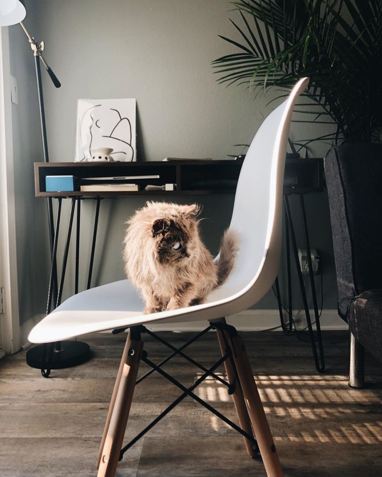 Маленький слепой котик по имени Мерлин, которому повезло найти своего человека - 9