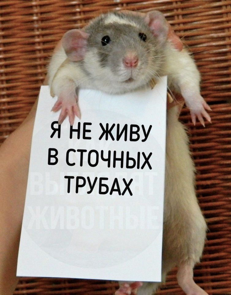 Домашняя крыска спешит вам напомнить: