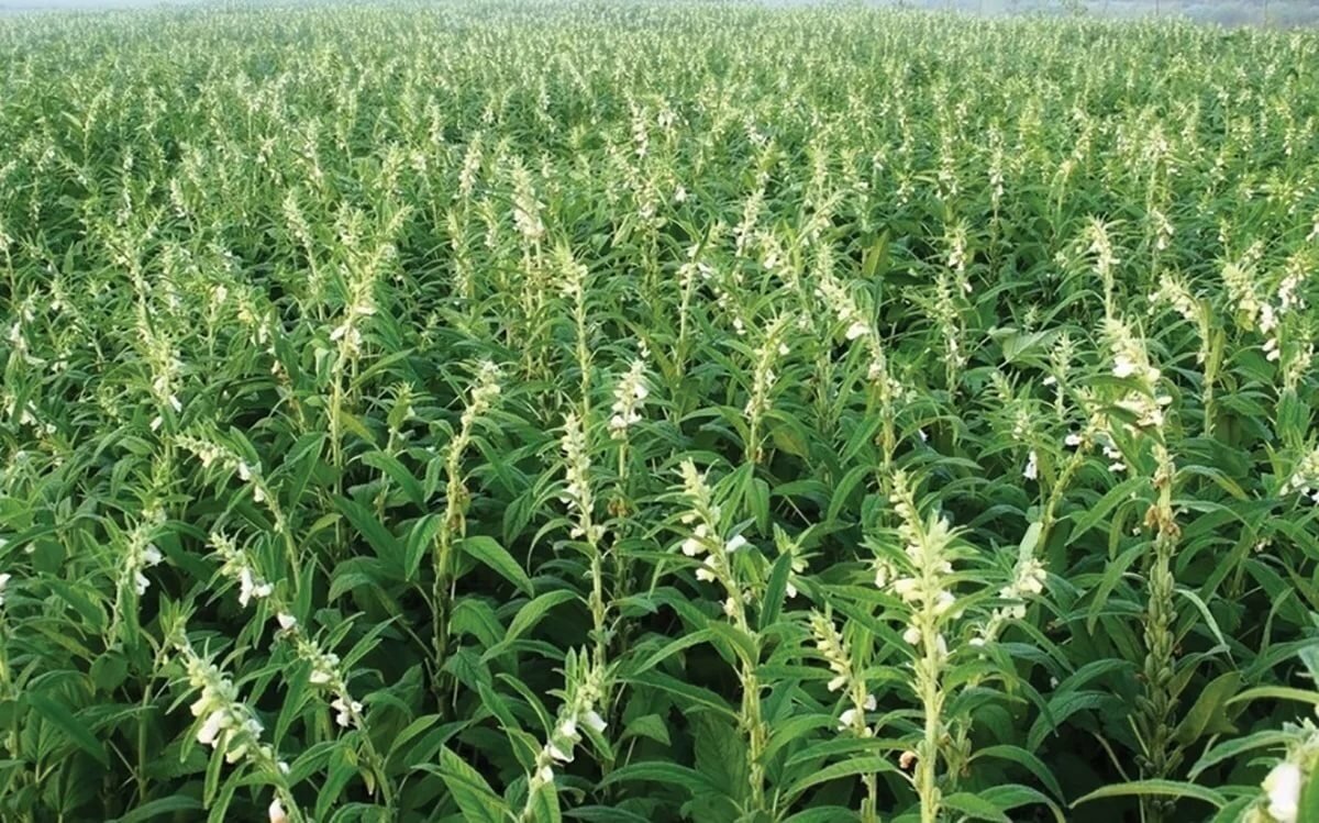 Отвлекитесь на минутку и пос��отрите, как растет кунжут - 6