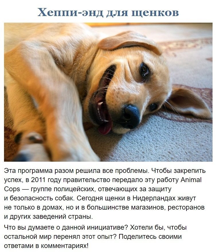 Как в Нидерландах решили проблему с бездомными собаками: - 5