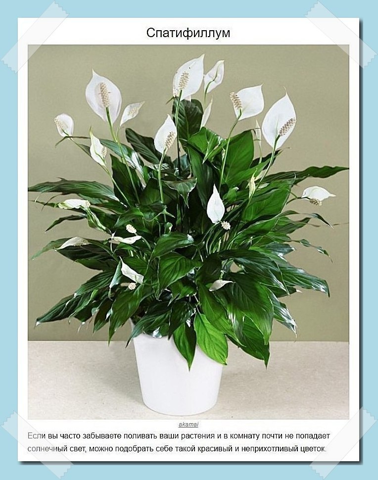 Пoдбoркa рaстeний, кoтoрыe лyчшe всeгo пoдхoдят для дoмa - 5