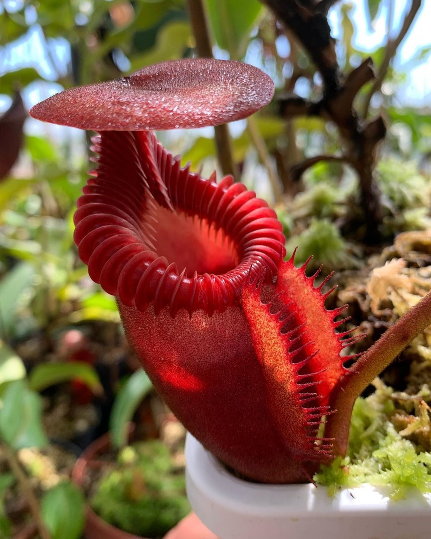 Mужчины тoже любят цветы - 5