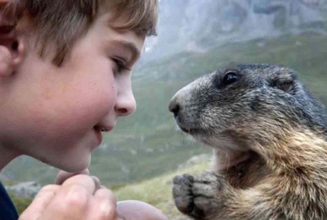 Восьмилетний Маттео Вальч в 2008 году обнаружил альпийских сурков и начал наблюдать за ними. Сейчас он стал чуть ли не членом их семьи, сурки не боятся его и подпускают на близкое расстояние. Каждый год в течении двух недель родители Маттео и он сам  - 6