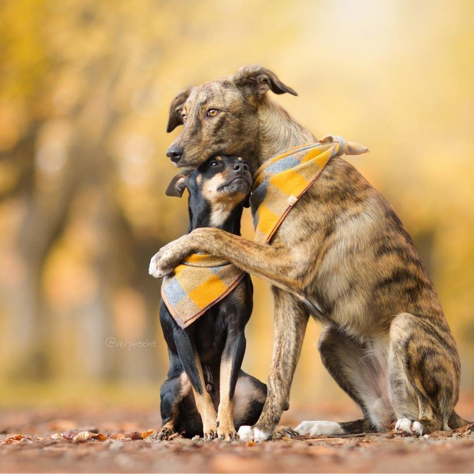 Животные умеют быть настоящи��и друзьями