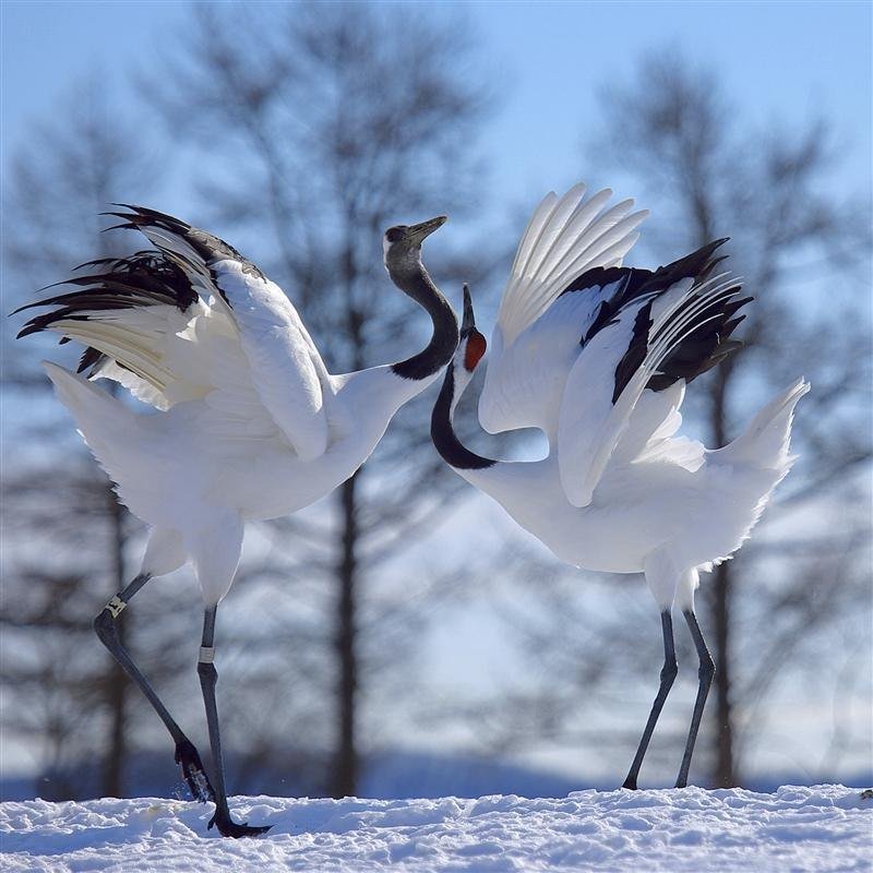 Журавлиный танец любви - 5