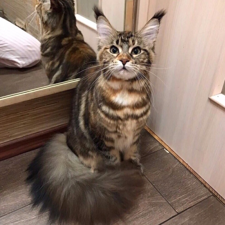 Просто шикарные хвостяры