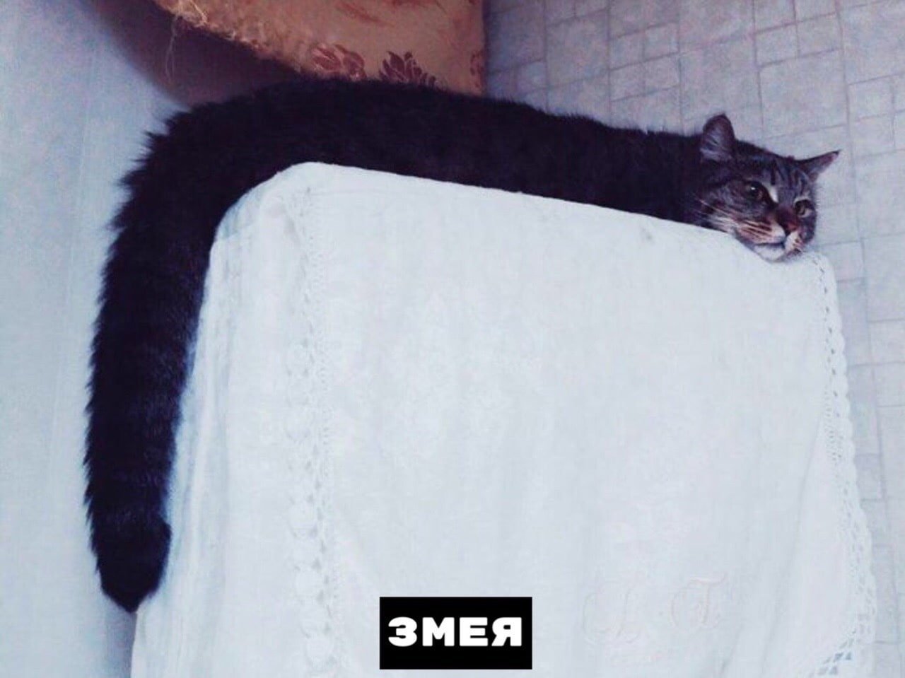 Котики бывают разные :) - 8