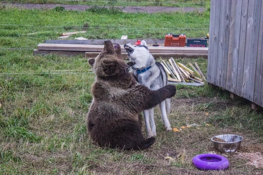 Медвежонка Мансура спасли летчики, и теперь он стал настоящим смотрителем аэродрома - 5