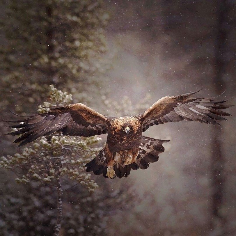 Лесные зверушки позируют финскому фотографу Niko Pekоnen - 8