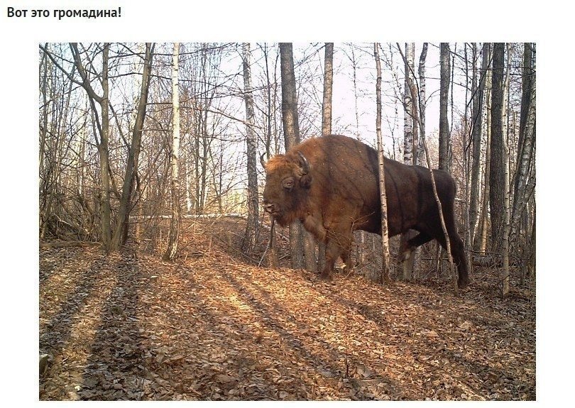 Фотоловушка в лесах Чернобыля зафиксировала просто невероятные кадры: - 9