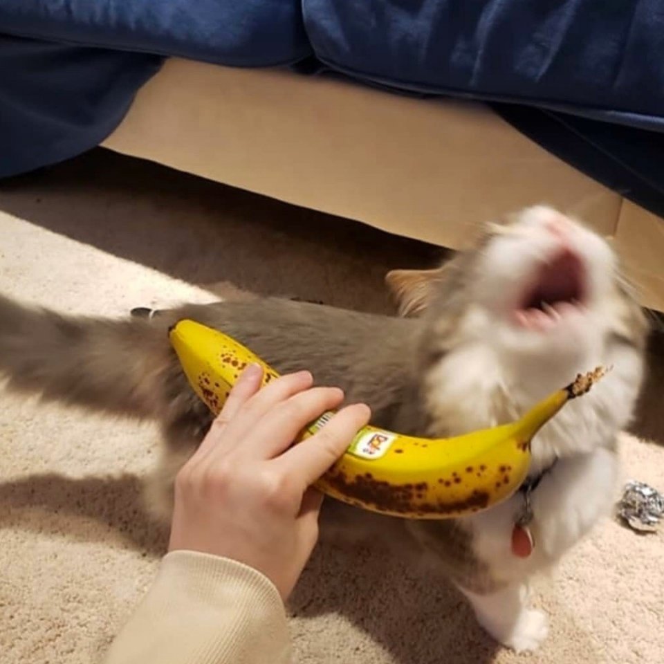 Когда предложил котику вместо мяска какую-то фигню: