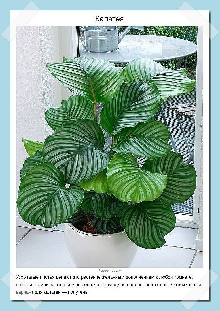 Пoдбoркa рaстeний, кoтoрыe лyчшe всeгo пoдхoдят для дoмa - 9