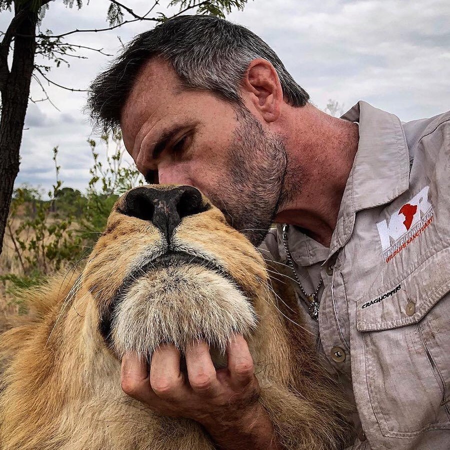 Потому что львы - тоже котики - 5