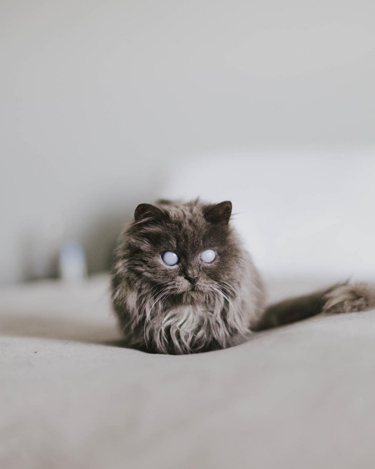 Маленький слепой котик по имени Мерлин, которому повезло найти своего человека - 6