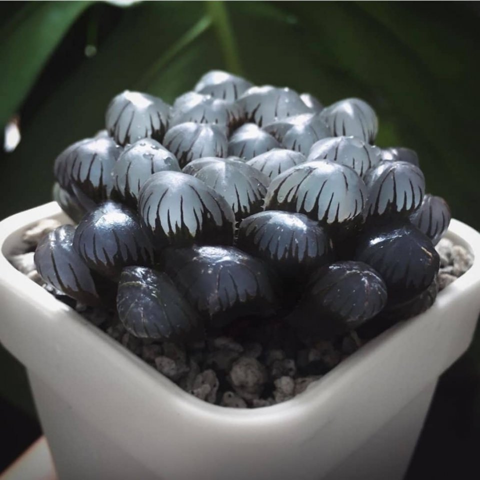 Суккуленты выглядят так будт�� прилетели из других галактик - 7