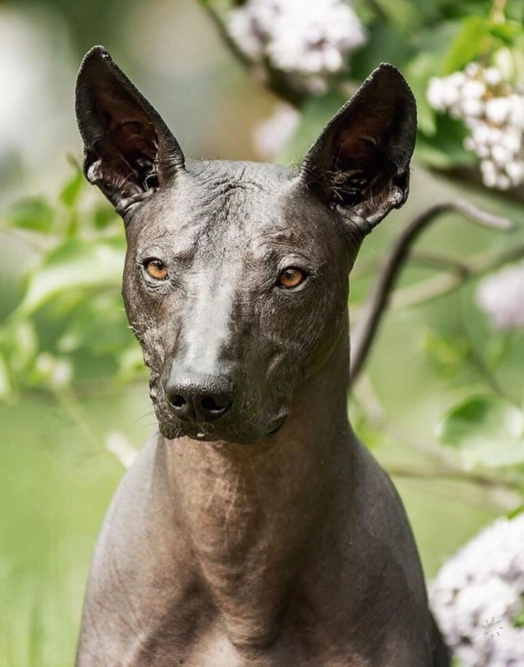 Мексиканская голая собака. К��к вам такая порода? - 6