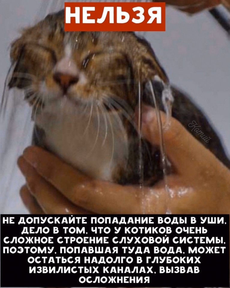 Если берете кота в дом, то относитесь к нему ответственно, как к члену семьи!
Иначе - не берите.