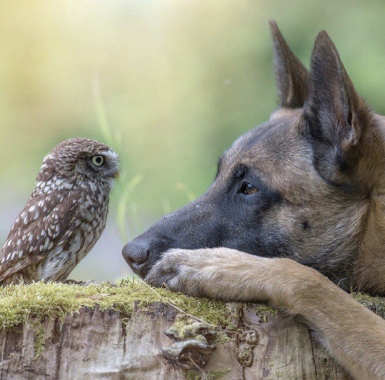 Очень душевная фотосессия лу��ших друзей - 5