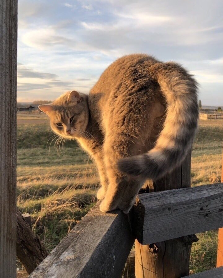 Как же хочется сейчас проснут��ся, а за окном - лето, ты в деревне, бабушка жарит оладушки. И никаких коронавирусов и других взрослых проблем... - 8