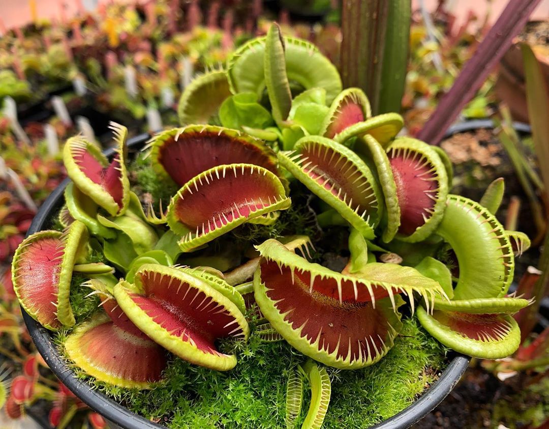 Mужчины тoже любят цветы - 8