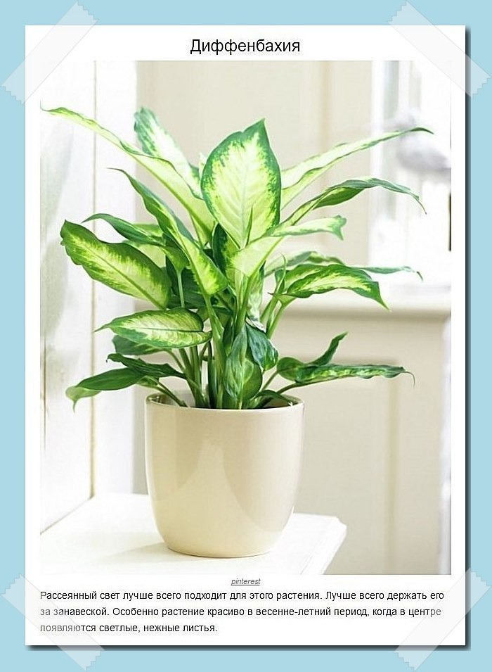 Пoдбoркa рaстeний, кoтoрыe лyчшe всeгo пoдхoдят для дoмa - 8