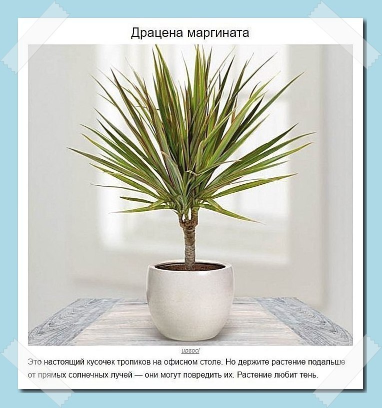 Пoдбoркa рaстeний, кoтoрыe лyчшe всeгo пoдхoдят для дoмa