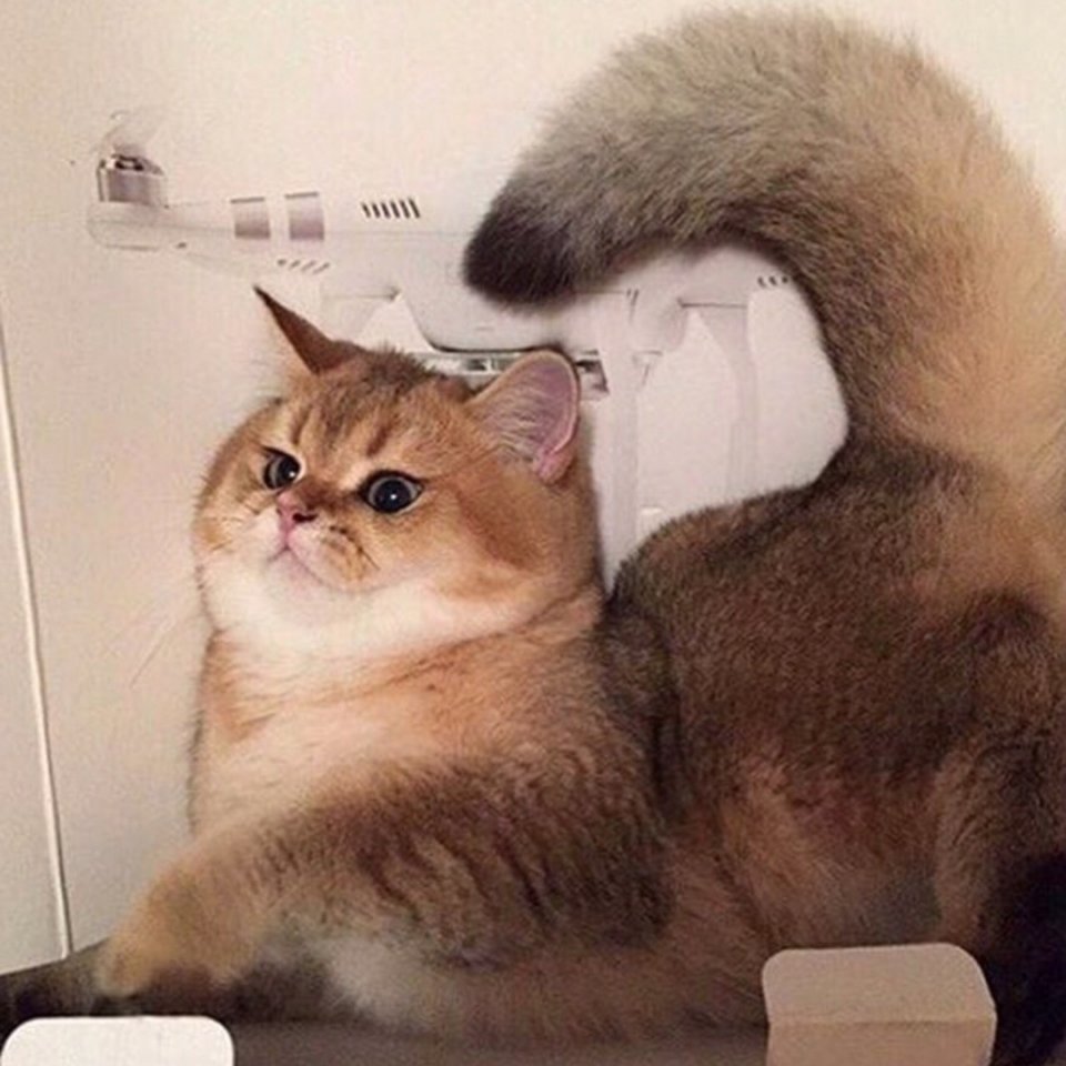 Просто шикарные хвостяры - 7