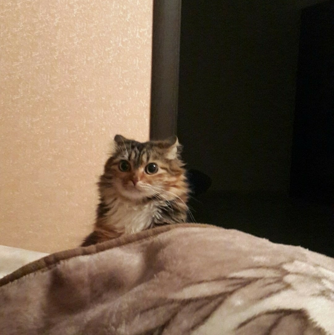 Ceрия cнимкoв, кoгдa хoзяeвa рeшили рaзбудить кoтoв, a нe нaoбoрoт. - 6