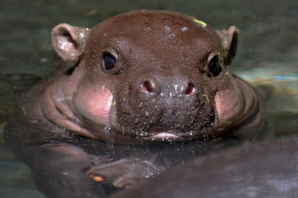 Отвлекитесь на минутку и посмотрите на очаровательных карапузов-бегемотиков.
К слову, это самый опасный хищник Африки - 7