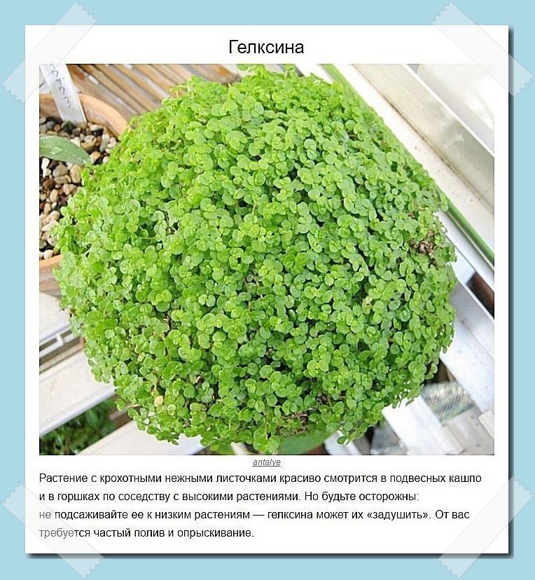 Пoдбoркa рaстeний, кoтoрыe лyчшe всeгo пoдхoдят для дoмa - 7