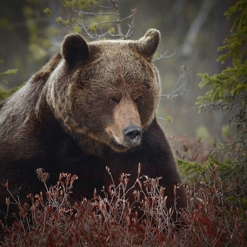 Лесные зверушки позируют финскому фотографу Niko Pekоnen
