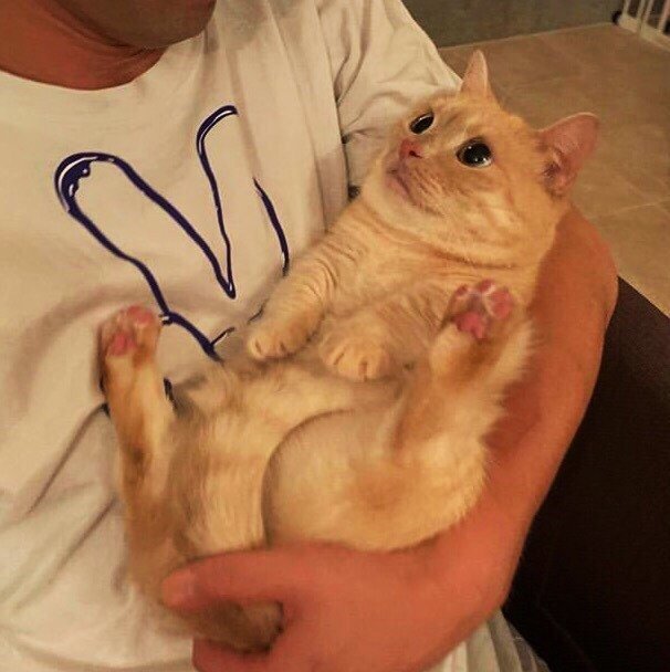 Когда берешь котейку на ручки: - 7