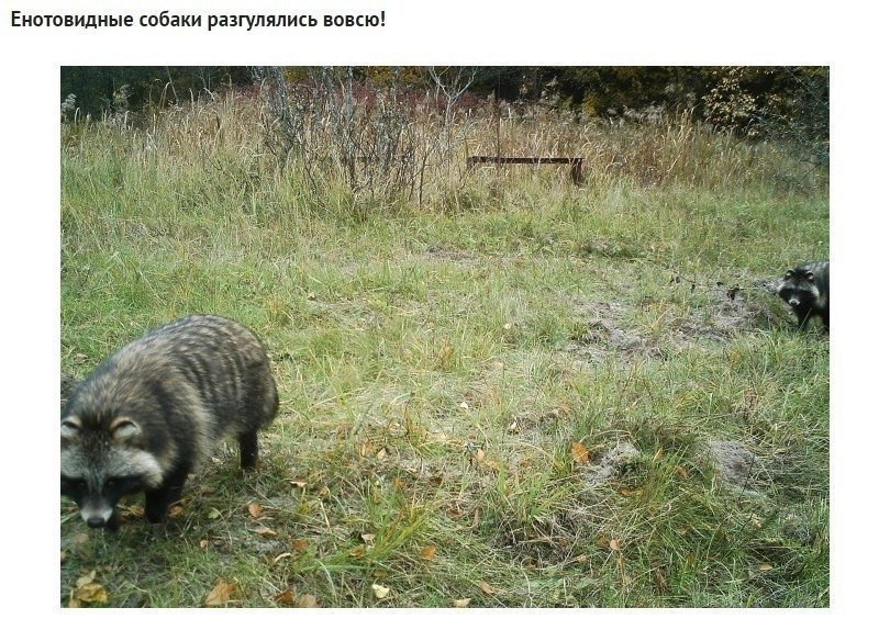 Фотоловушка в лесах Чернобыля зафиксировала просто невероятные кадры: - 6