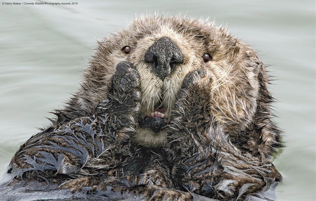 Снимки финалистов конкурса на самое смешное фото дикой природы - 9
