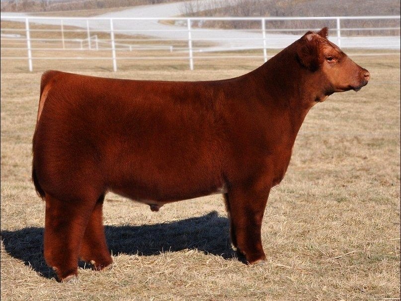 Плюшевые безрогие коровки из Айовы - 5