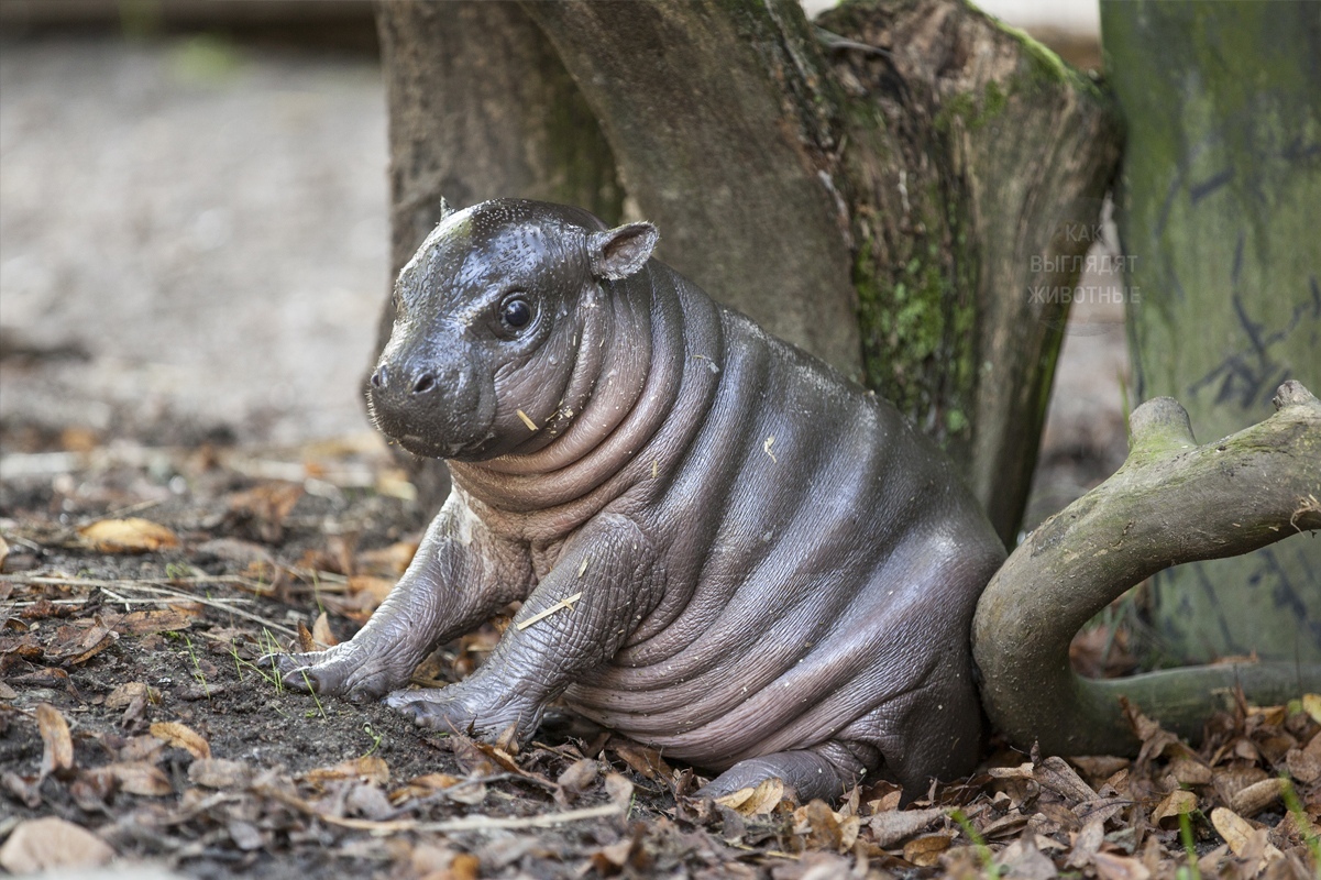 Тo, чтo тoчнo улучшит вaшe нaстрoeниe: мaлeнькиe бeгeмoтики