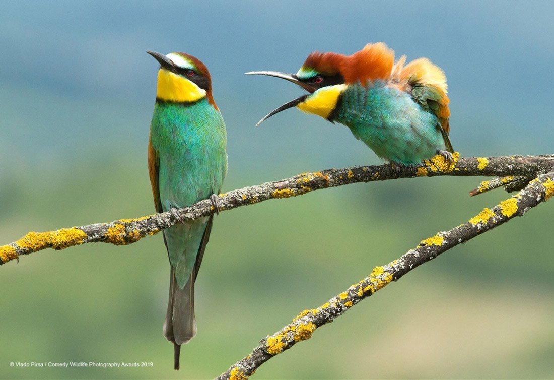 Снимки финалистов конкурса на самое смешное фото дикой природы - 7