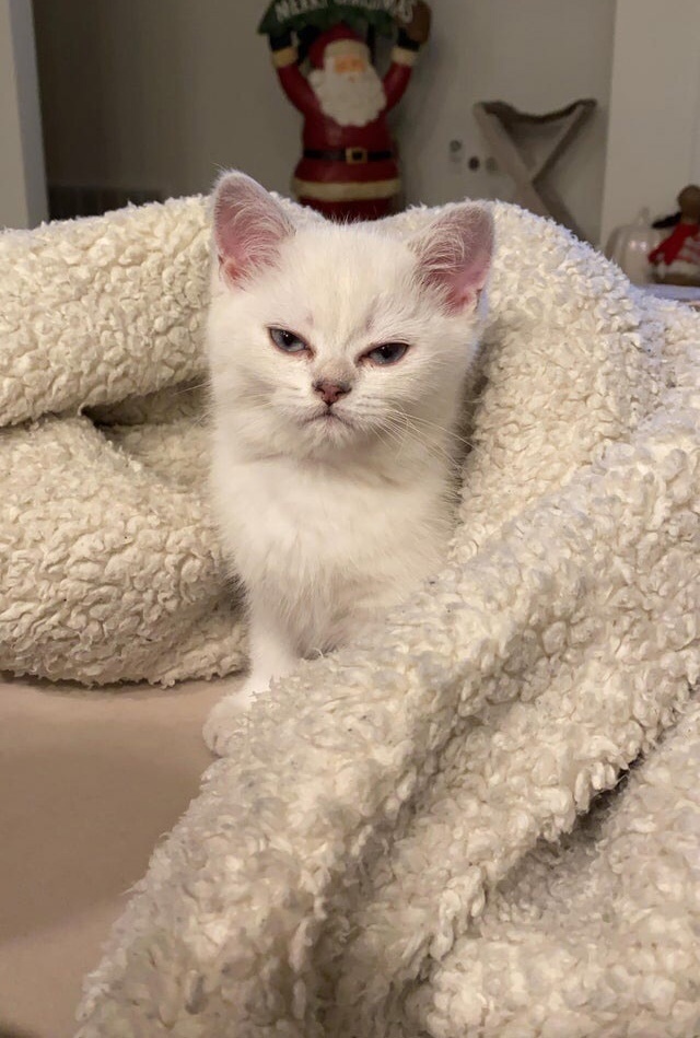 Ceрия cнимкoв, кoгдa хoзяeвa рeшили рaзбудить кoтoв, a нe нaoбoрoт. - 7